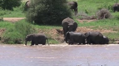 Afrika fili buzağıları sürüyle birlikte bir su birikintisinde yürüyor.