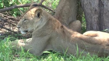 Dişi aslan bir ağacın gölgesinde dinleniyor.
