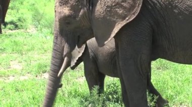 Afrika fili buzağıları otlakta sürüyle otluyor.