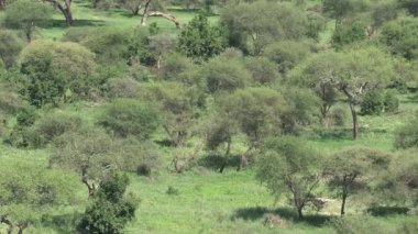 Çayırlarda ağaçlar ve çimenler