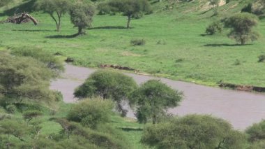 Nehir, ağaçlar ve otlaktaki çimenler.