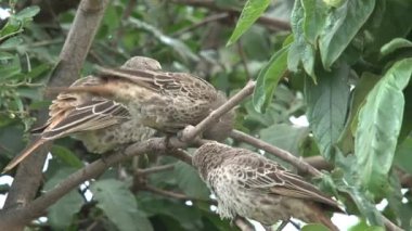 Ağaca tünemiş Ardıç kuşu sürüsü