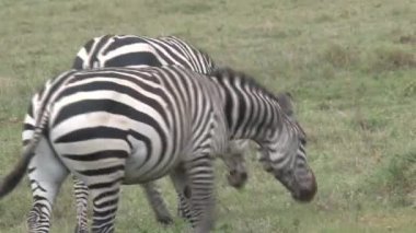 Bir çift zebra otlakta otluyor.