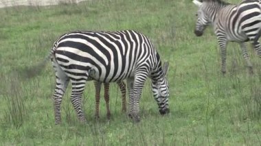 Bir çift zebra otlakta otluyor.