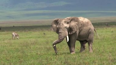 Yaşlı Afrika fili otlakta otluyor.