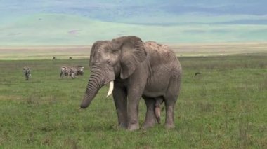 Yaşlı Afrika fili otlakta otluyor.
