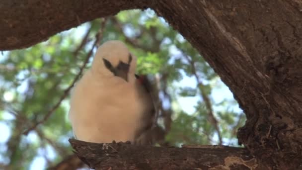 Swamp Boubou Perched Tree — Stock Video