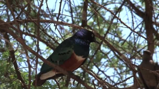 Pombo Azeitona Africano Empoleirado Uma Árvore — Vídeo de Stock