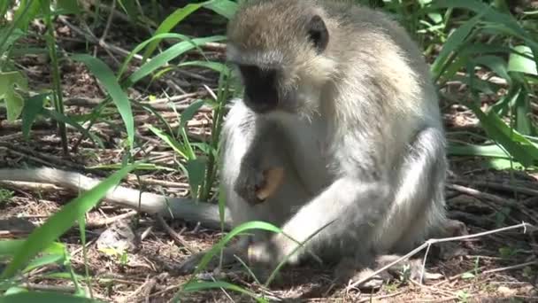 Veret Monkey Foerageert Naar Insecten — Stockvideo