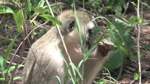 Veret Monkey Forrajeando Insectos — Vídeos de Stock