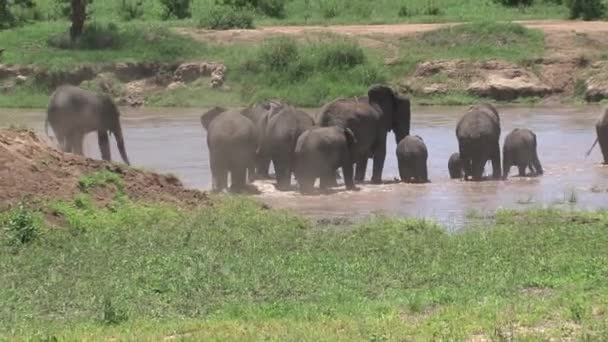 Afrikanska Elefantkalvar Går Med Hjorden Genom Ett Vattenhål — Stockvideo