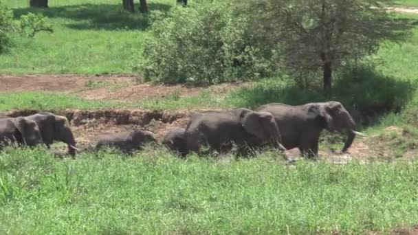 Africká Sloní Telata Procházející Stádem Travnatými Porosty — Stock video