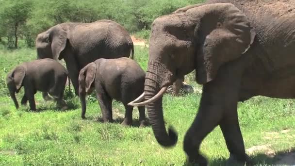 Terneros Elefantes Africanos Pastando Con Rebaño Pastizales — Vídeo de stock