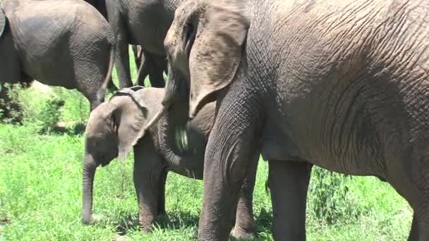 Bezerros Elefantes Africanos Pastando Com Rebanho Pastagens — Vídeo de Stock