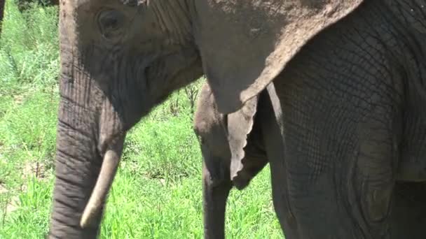 Afrika Fili Buzağıları Otlakta Sürüyle Otluyor — Stok video