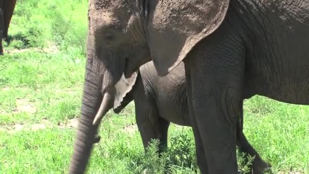 Vitelli Elefanti Africani Pascolo Con Mandria Sulle Praterie — Video Stock