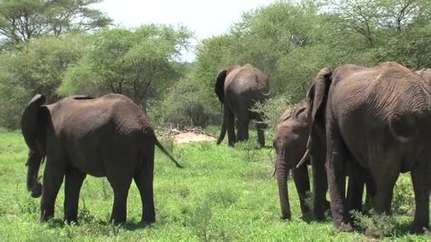 Afrikai elefántborjak legelésznek az állománnyal a legelőn