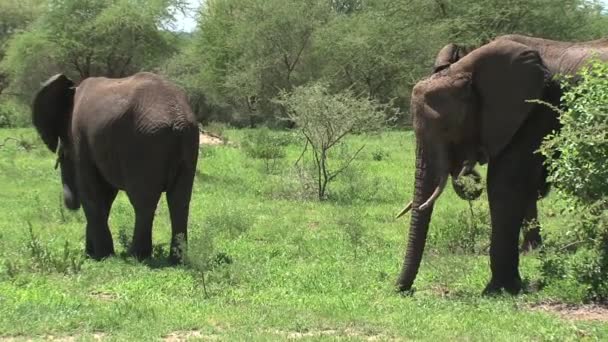 Afrikaanse Olifantenkalveren Grazen Met Kudde Grasland — Stockvideo