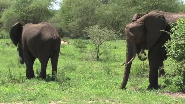 Afrika Fili Buzağıları Otlakta Sürüyle Otluyor — Stok video