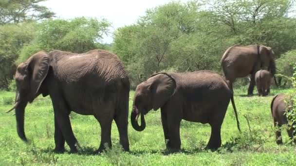 Afrikaanse Olifantenkalveren Grazen Met Kudde Grasland — Stockvideo