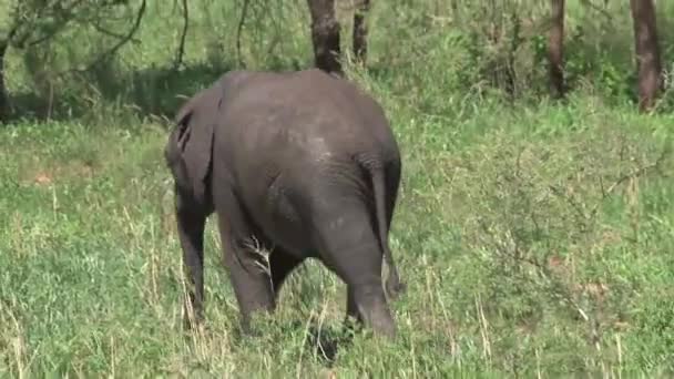 African Elephant Calf Grazing Its Mother Grassland — Stock Video