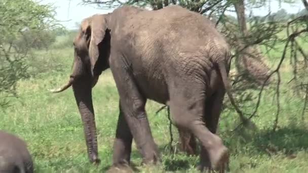 Elefante Africano Pastando Con Madre Pastizales — Vídeo de stock