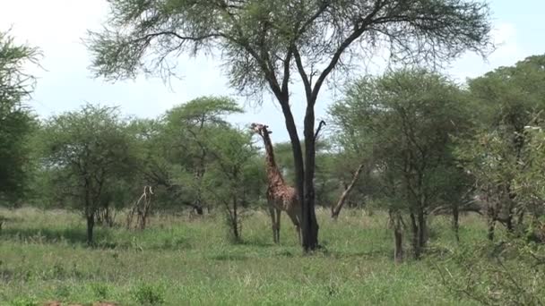 Paar Giraffen Grazend Van Boomtoppen Grasland — Stockvideo