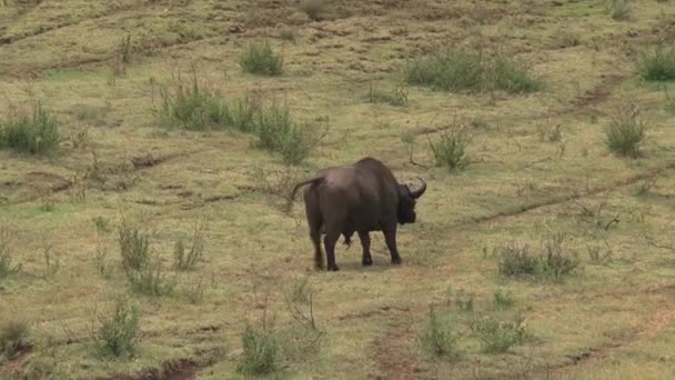 Buffalo Africano Che Cammina Sulla Savana — Video Stock