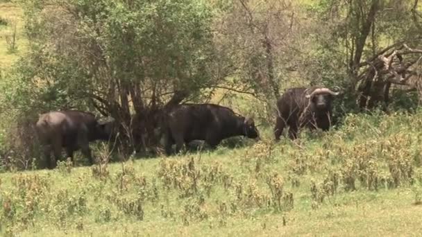 Herd Van Afrikaanse Buffels Grazend Savanne — Stockvideo