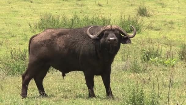 Búfalo Africano Caminando Sobre Sabana — Vídeo de stock