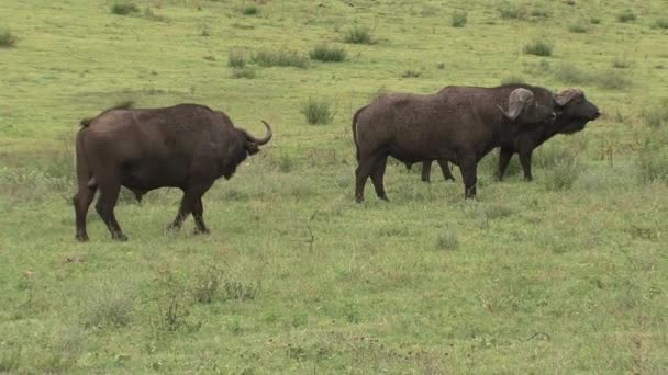 サバンナでアフリカのバッファローの放牧の群れ — ストック動画