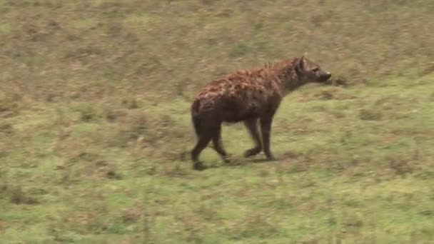 Hiena Caminando Sobre Sabana — Vídeos de Stock