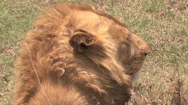 Leão Descansando Savana — Vídeo de Stock