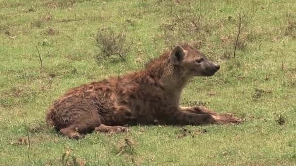 Hyena Marche Sur Savane — Video