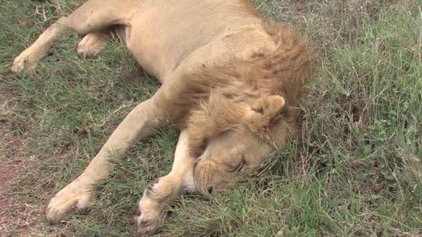 サバンナで死んだライオン — ストック動画