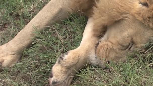 León Muerto Sabana — Vídeos de Stock