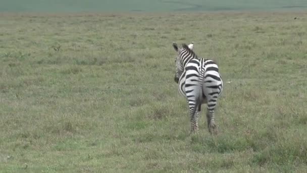 Zebra Pascolo Sulla Savana — Video Stock