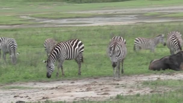 Wildebeest Zebras Pascolo Sulle Praterie — Video Stock