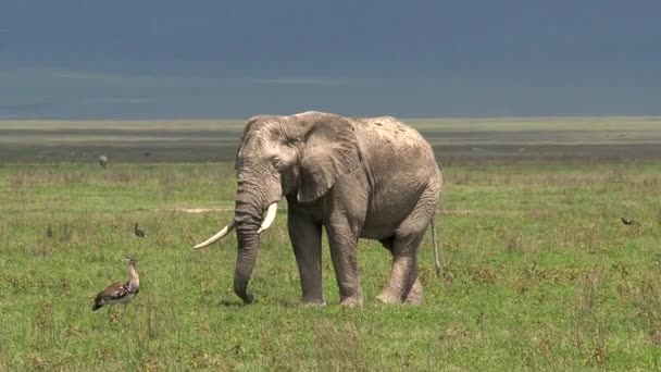 Elefante Africano Pastando Nas Pastagens — Vídeo de Stock