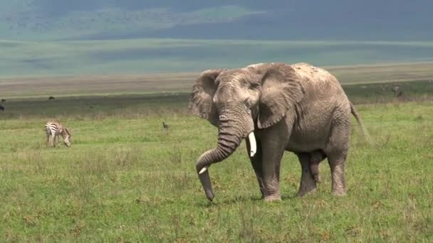 Antiguo Elefante Africano Pastando Pastizal — Vídeo de stock