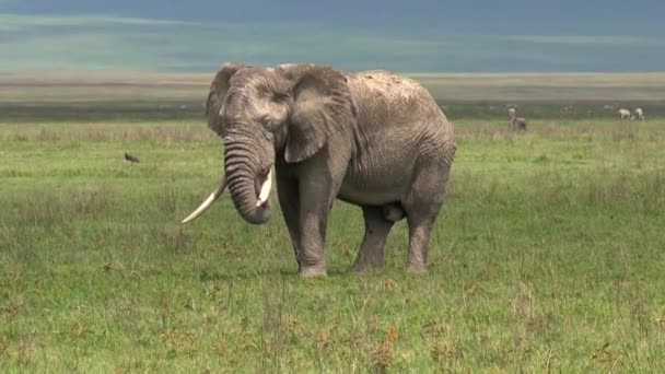 Oude Afrikaanse Olifant Grazen Het Grasland — Stockvideo