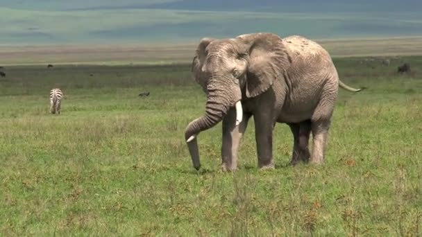 Velho Elefante Africano Pastando Nas Pastagens — Vídeo de Stock