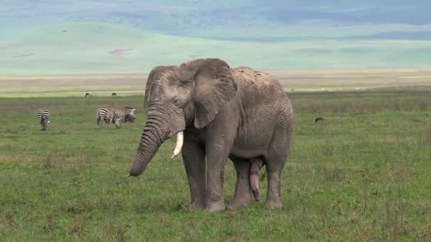 Velho Elefante Africano Pastando Nas Pastagens — Vídeo de Stock