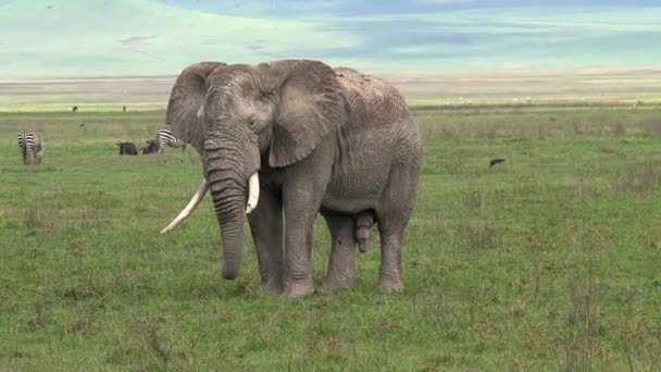 Oude Afrikaanse Olifant Grazen Het Grasland — Stockvideo