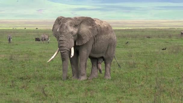 Старі Африканські Слони Пасуться Лугах — стокове відео