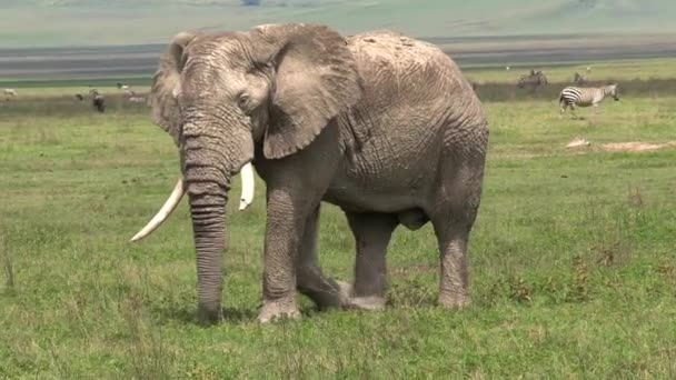 Oude Afrikaanse Olifant Grazen Het Grasland — Stockvideo