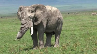 Yaşlı Afrika fili otlakta otluyor.