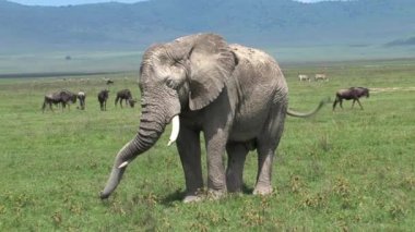 Yaşlı Afrika fili otlakta otluyor.