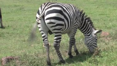 Zebra otlakta otluyor