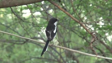 Afrika ördek kuyruğu bir ağaca tünedi.
